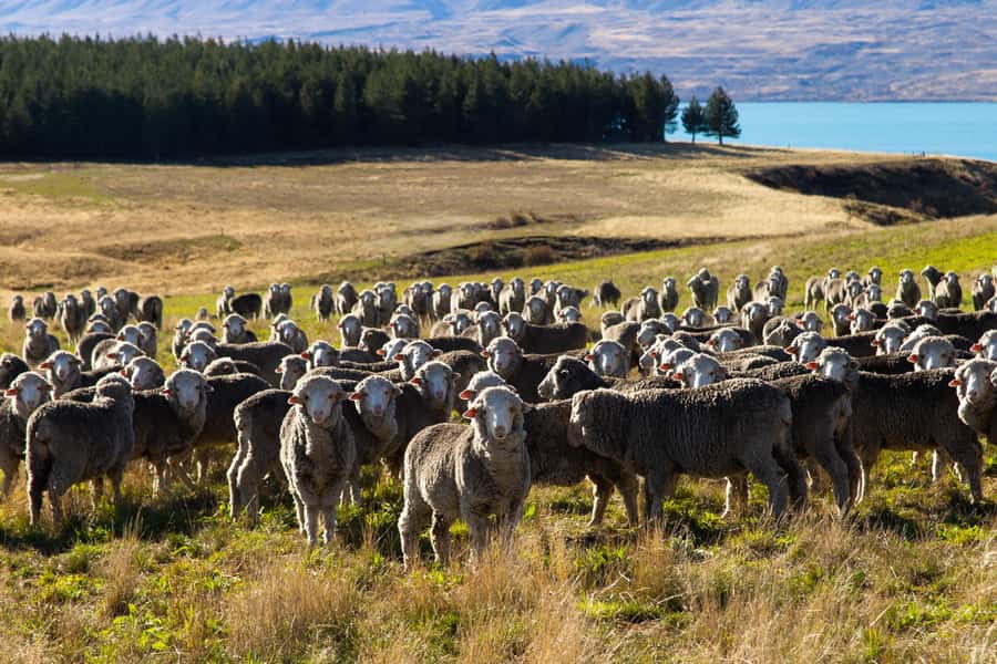 Lake Tekapo High Country Farm Tour (Carbon Positive) - Is $89 good value for two hours?
