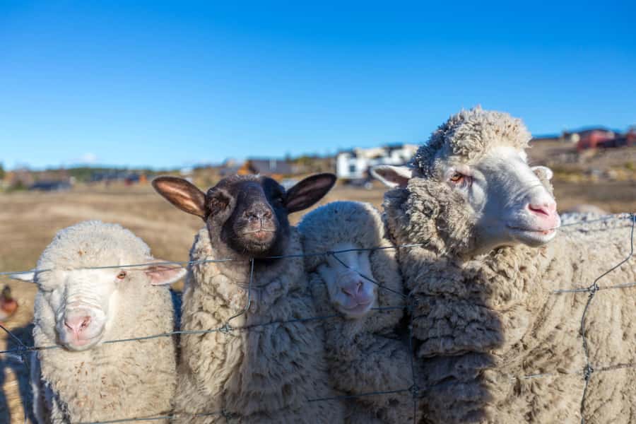 Lake Tekapo High Country Farm Tour (Carbon Positive) - Starting beside Balmoral Farmyard and Shop