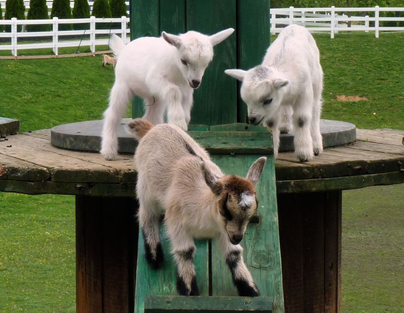Lancaster County: Amish Farmlands, Museum Tour, Farm Visit - Should you book the Lancaster Amish farm tour?