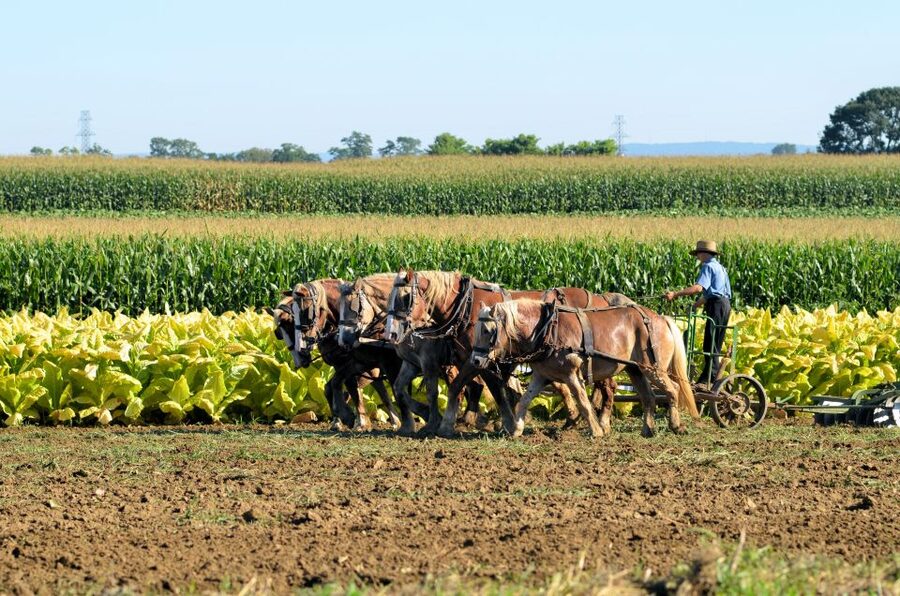 Lancaster County: Amish Farmlands, Museum Tour, Farm Visit - Is $38 a fair price?