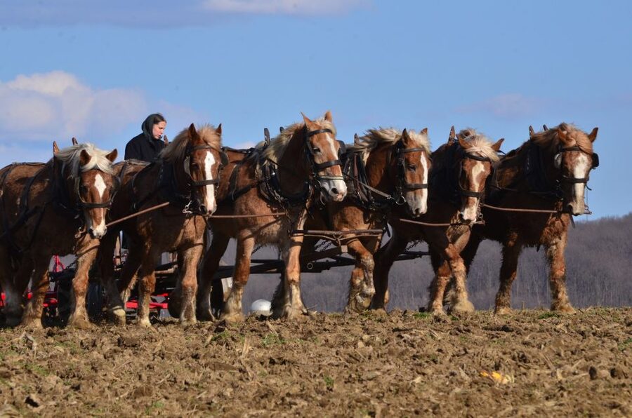 Lancaster County: Amish Farmlands, Museum Tour, Farm Visit - Timing, weather, and practical planning