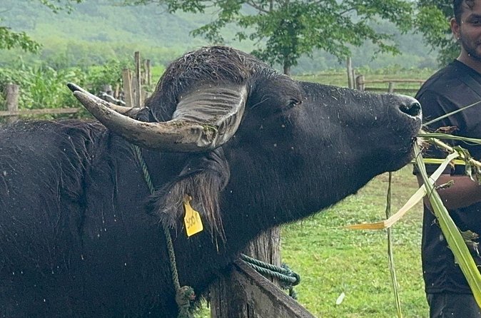 Laos Buffalo Dairy Tours Interact, Learn and Taste Fresh Flavors - Pigs, goats, and rabbits add variety