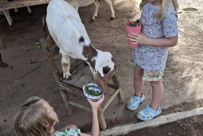 Laos Buffalo Dairy Tours Interact, Learn and Taste Fresh Flavors - What the 40-minute farm visit includes