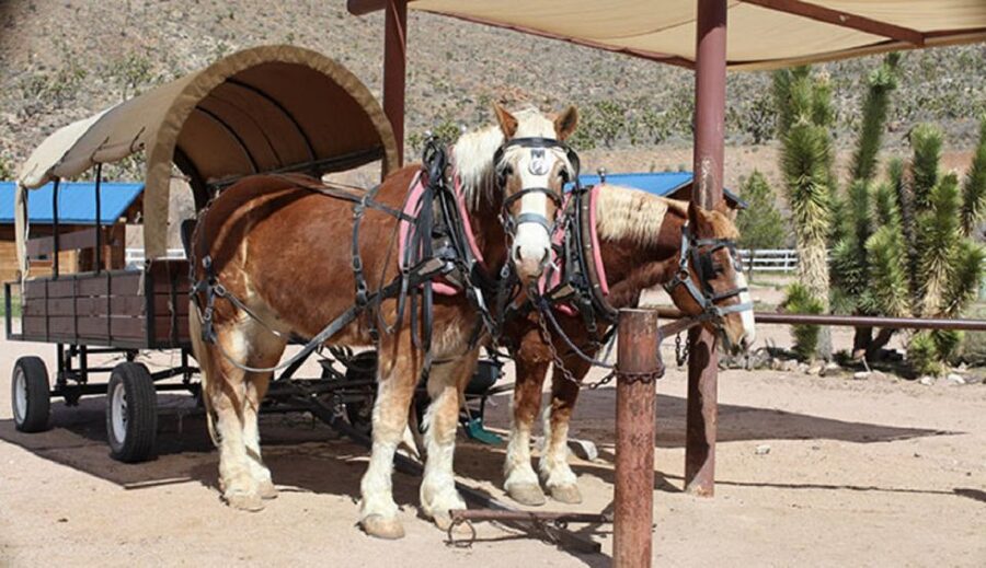 Las Vegas: Grand Canyon Ranch Tour with Horseback/Wagon Ride - Leaving Las Vegas for the open desert