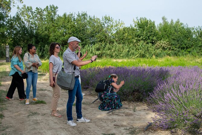 Lavender Harvesting and Distillation Workshop in Bellegarde - Key points before you book