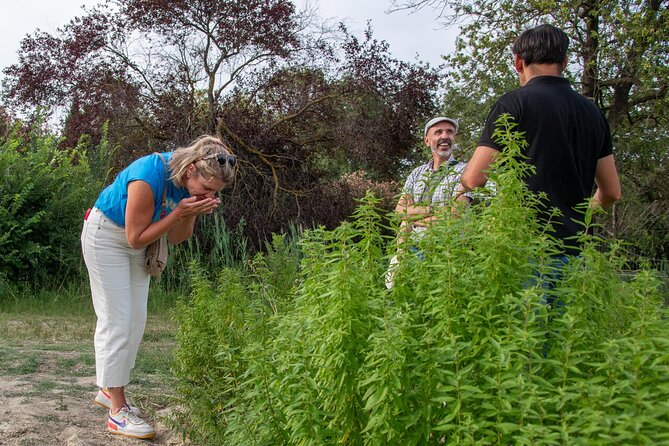 Lavender Harvesting and Distillation Workshop in Bellegarde - Cutting lavender with a Provençal tool