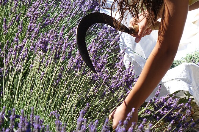Lavender Harvesting and Distillation Workshop in Bellegarde - A warm teaching style, with Gaël and Laura