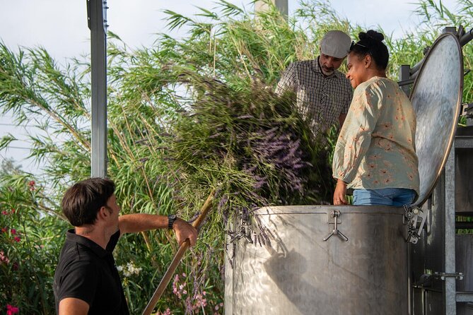 Lavender Harvesting and Distillation Workshop in Bellegarde - Is $36.01 good value?