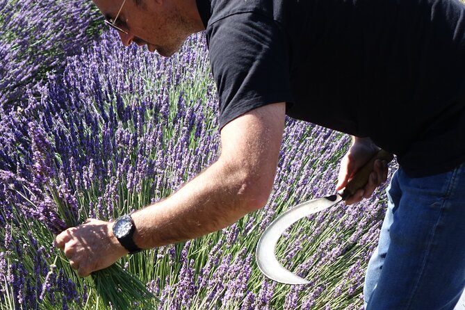 Lavender Harvesting and Distillation Workshop in Bellegarde - Following the plants into the distillery