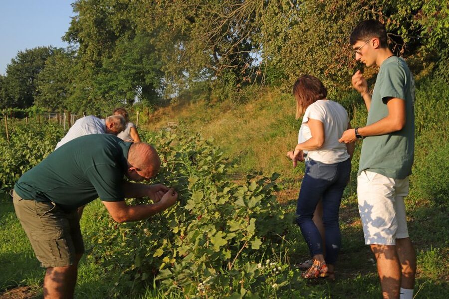 Lazise: Beekeeping Farm Tour and Tasting Experience - Languages, timing, and booking flexibility