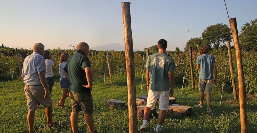 Lazise: Beekeeping Farm Tour and Tasting Experience - Hearing the bees and learning the basics