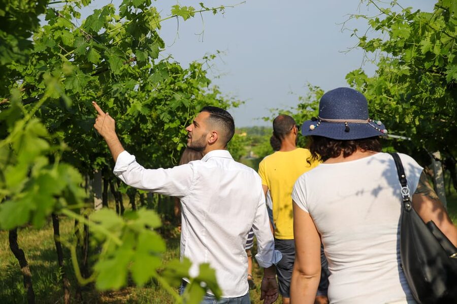 Lazise: Biodynamic Farm Tour and Natural Wine Tasting - A farm visit with more than a wine counter