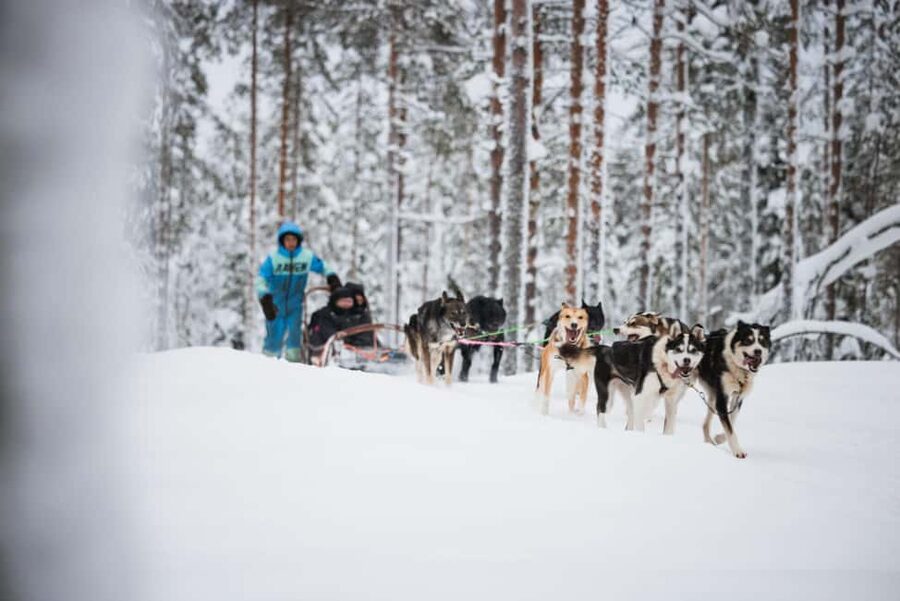 Levi: Husky and Reindeer Farm Tour with Sled Ride - The 500-meter reindeer sleigh ride