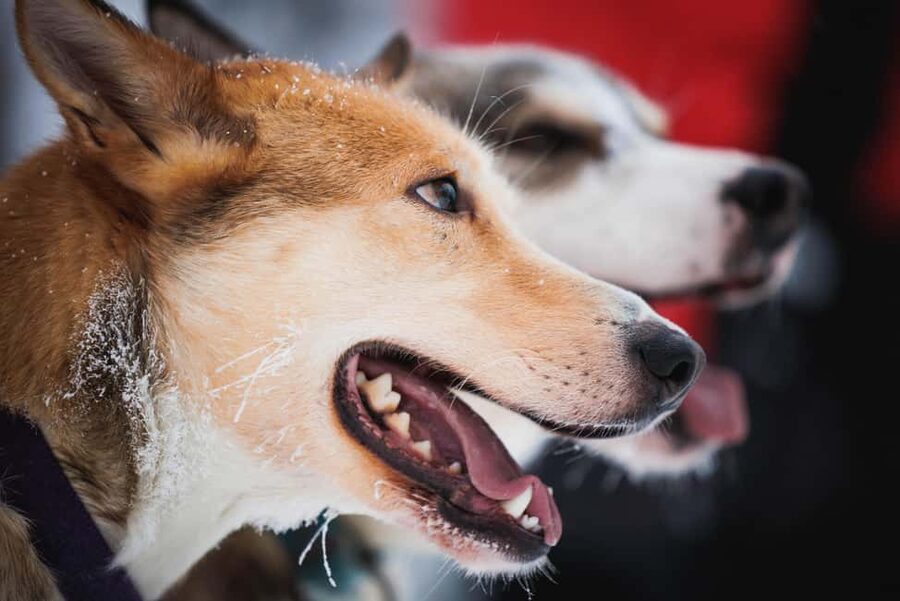 Levi: Husky and Reindeer Farm Tour with Sled Ride - The 500-meter husky ride