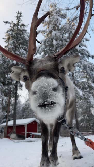 Levi: Husky and Reindeer Farm Tour with Sled Ride - Fire, hot drinks, and time with the animals