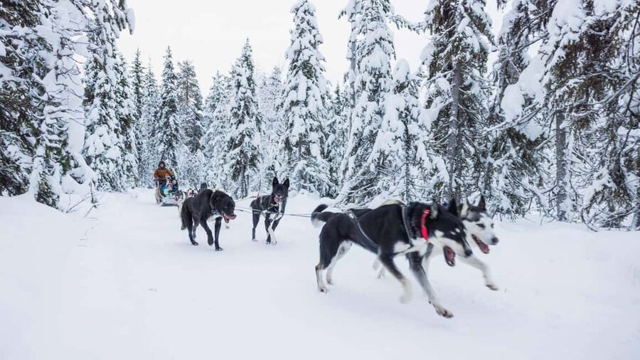 Levi: Husky and Reindeer Farm Tour with Sled Ride - Should you book the husky and reindeer farm tour?