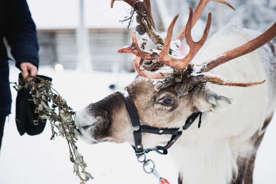 Levi: Husky and Reindeer Farm Tour with Sled Ride - Meeting the huskies and reindeer