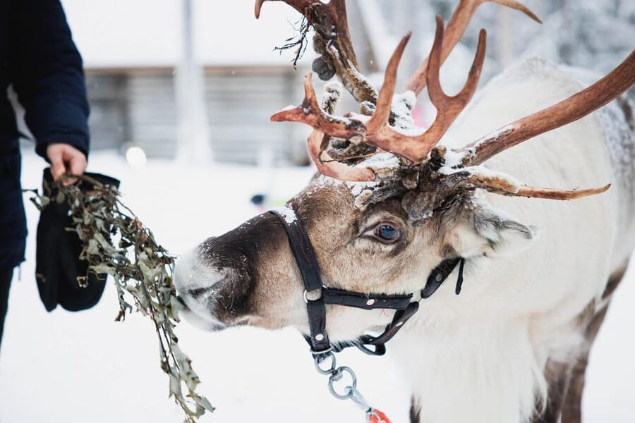 Levi: Husky and Reindeer Farm Visit with Snowmobiling - Key points to know before booking