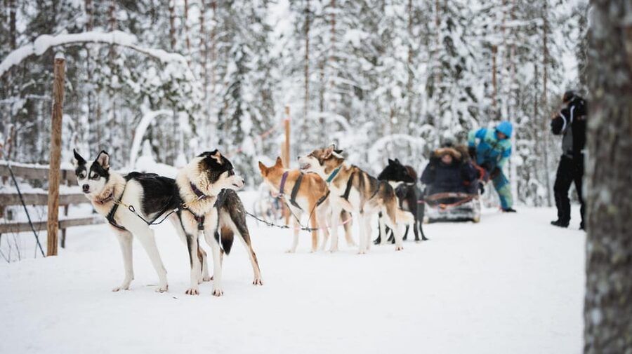 Levi: Husky and Reindeer Farm Visit with Snowmobiling - The lively Alaskan Huskies