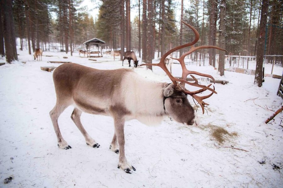 Levi: Reindeer Farm E-Fatbike Safari - A Warm Break With Drinks and Pastries