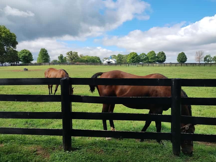 Lexington: Thoroughbred Horse Farm Tour and Scenic Bluegrass - How the guides shape the experience