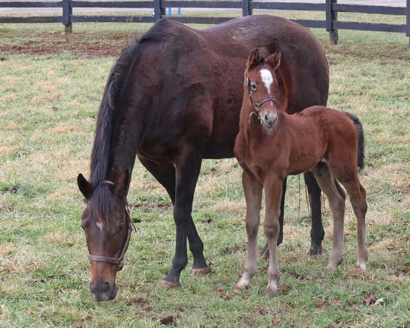 Lexington: Thoroughbred Horse Farm Tour and Scenic Bluegrass - Price, timing, and overall value