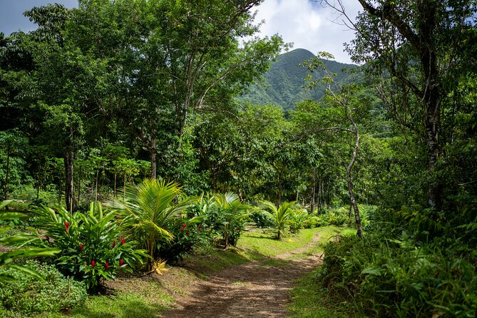 Liamuiga Natural Farm Tour - St.Kitts' Coffee Farm - Key points to know before you book