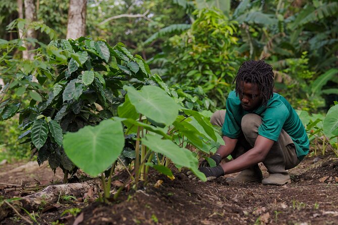 Liamuiga Natural Farm Tour - St.Kitts' Coffee Farm - Coffee, produce, and a farm that feels lived-in