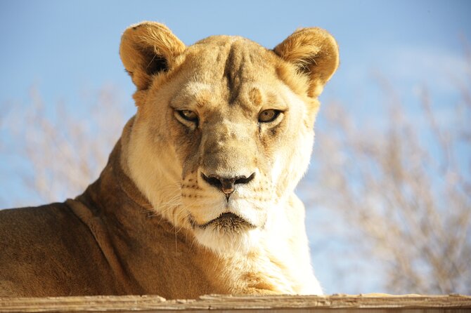 Lion Habitat Ranch Admission Ticket in Las Vegas - Key points to know before you go