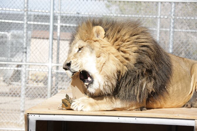 Lion Habitat Ranch Admission Ticket in Las Vegas - What the $25.65 ticket gets you