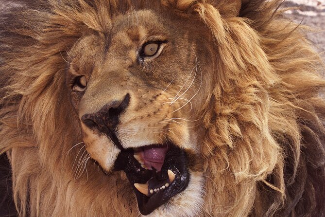 Lion Habitat Ranch Admission Ticket in Las Vegas - Seeing lions at close range