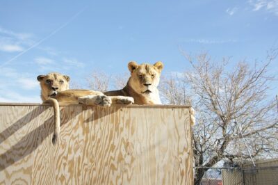 Lion Habitat Ranch Admission Ticket in Las Vegas