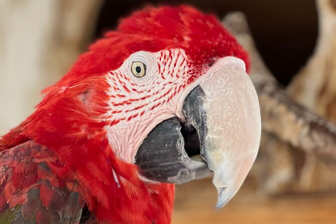 Lion Habitat Ranch Admission Ticket in Las Vegas - Timing your visit for active animals