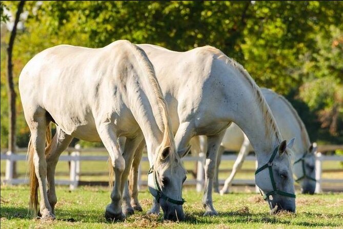 Lipica stud farm and Piran Tour from Ljubljana - Who should book this day trip?