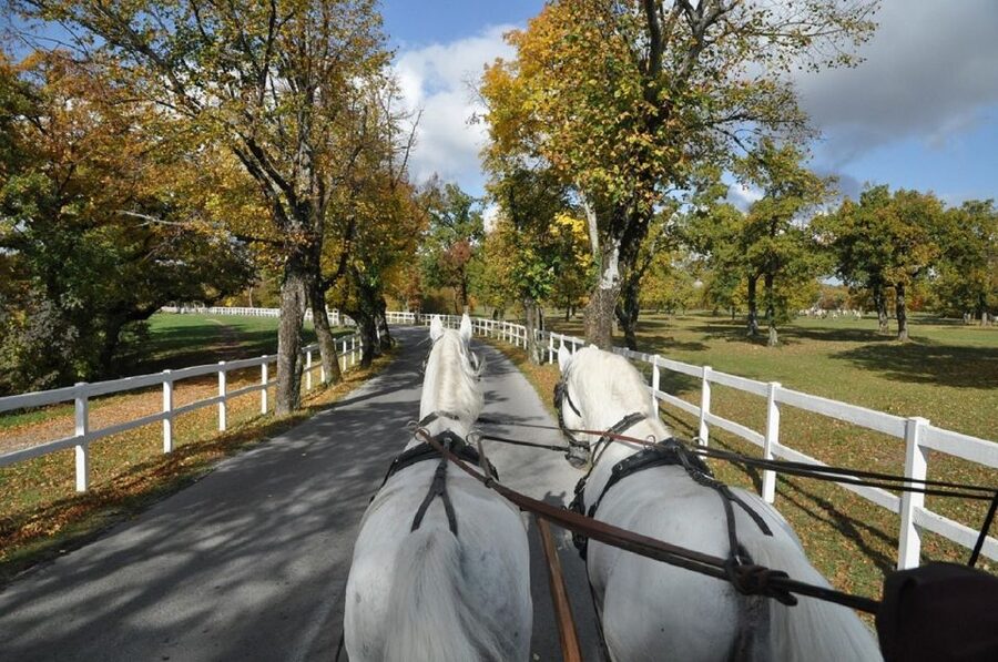 Lipica Stud Farm and Škocjan Caves from Trieste - Who should book this experience?
