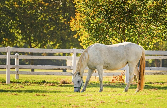 Lipica Stud Farm- Private Experience from Koper - Why Lipica Stud Farm makes a good half-day trip