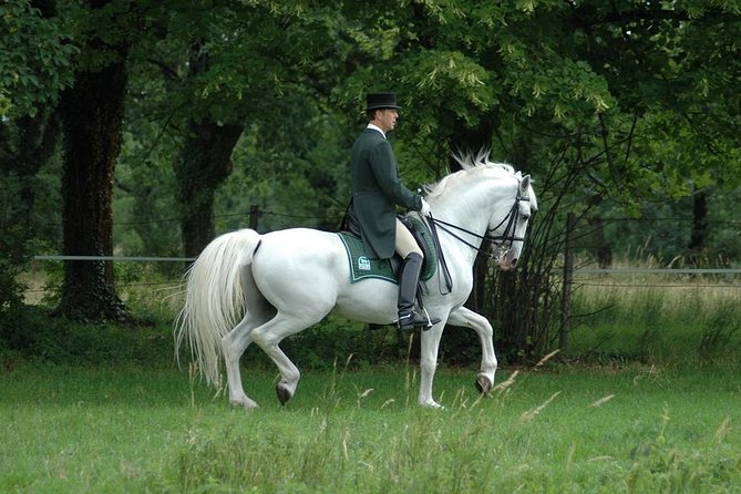 Lipica Stud Farm- Private Experience from Koper - Walking under the trees at Lipica