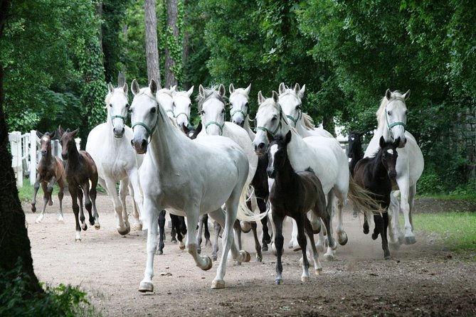 Lipica Stud Farm- Private Experience from Koper - Who gets the best value from this private trip