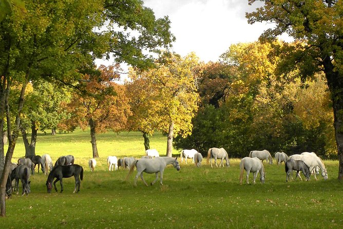 Lipica Stud Farm- Private Experience from Koper - Leaving Koper in an air-conditioned van