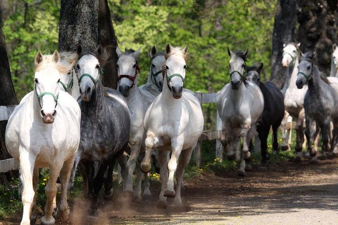 Lipica Stud Farm & Skocjan Caves - Small Group Tour from Trieste - Meeting your driver in Trieste