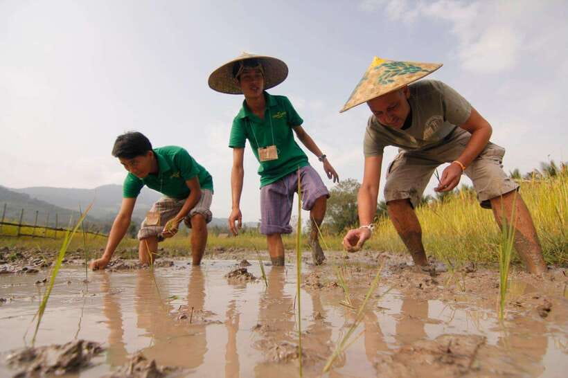 Living Land Farm Rice Experience - Key points at a glance