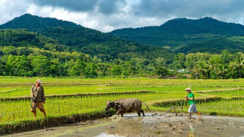 Living Land Farm Rice Experience - Arriving at the rice fields and organic gardens
