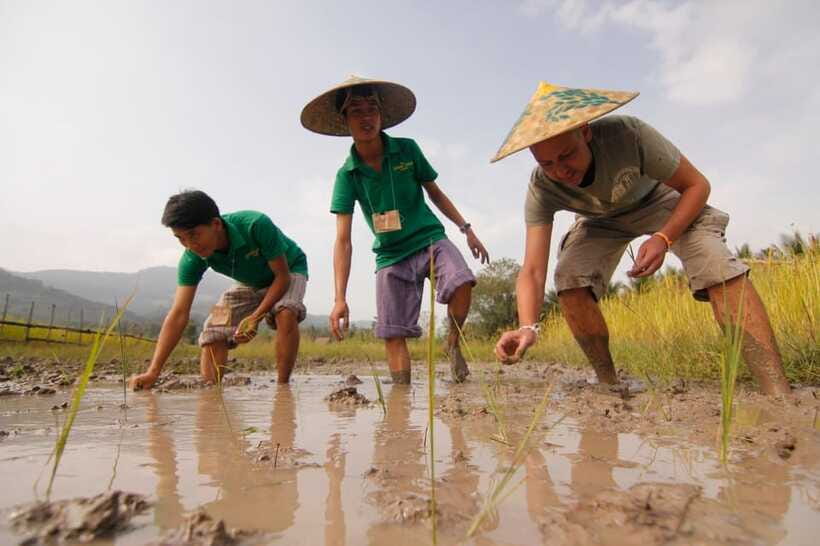 Living Land Farm Rice Experience - Who will enjoy this farm experience most