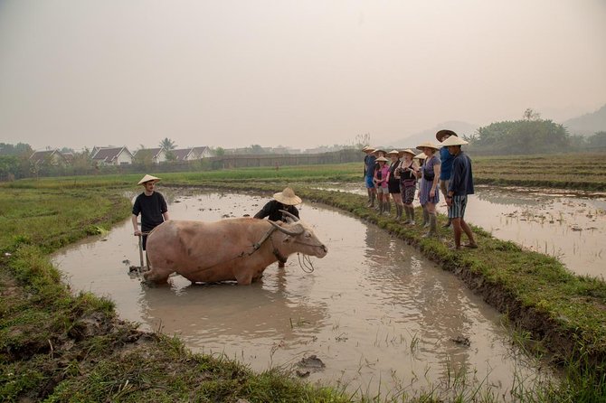 Living Land Rice Farming Experience - Why Living Land Farm is worth your morning
