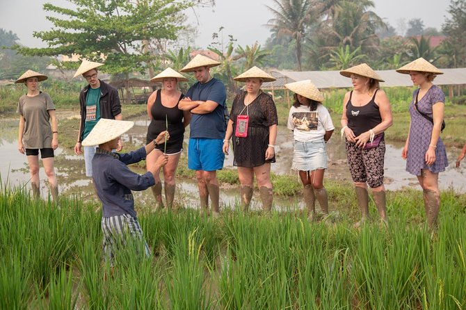 Living Land Rice Farming Experience - A Lao lunch worth adding