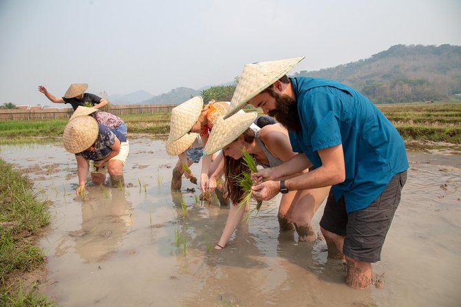 Living Land Rice Farming Experience - The community purpose behind the farm