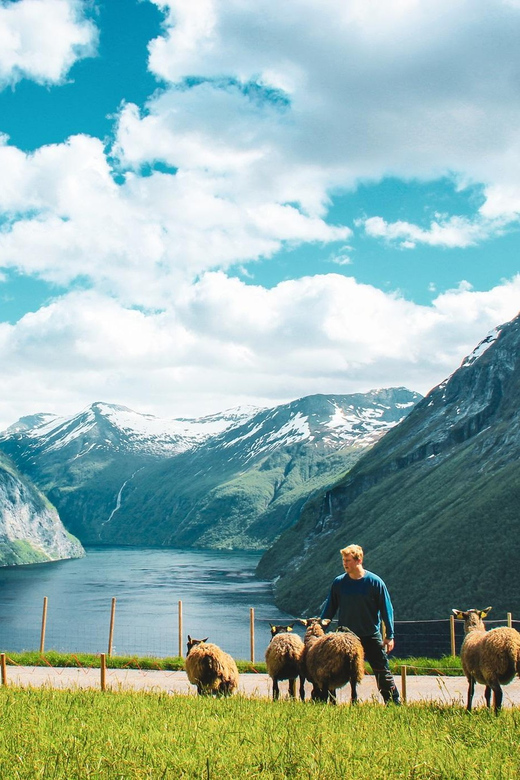 Ljøen, Hellesylt: Ljøen Farm Tour - Fifteen llamas and a chance to feed them