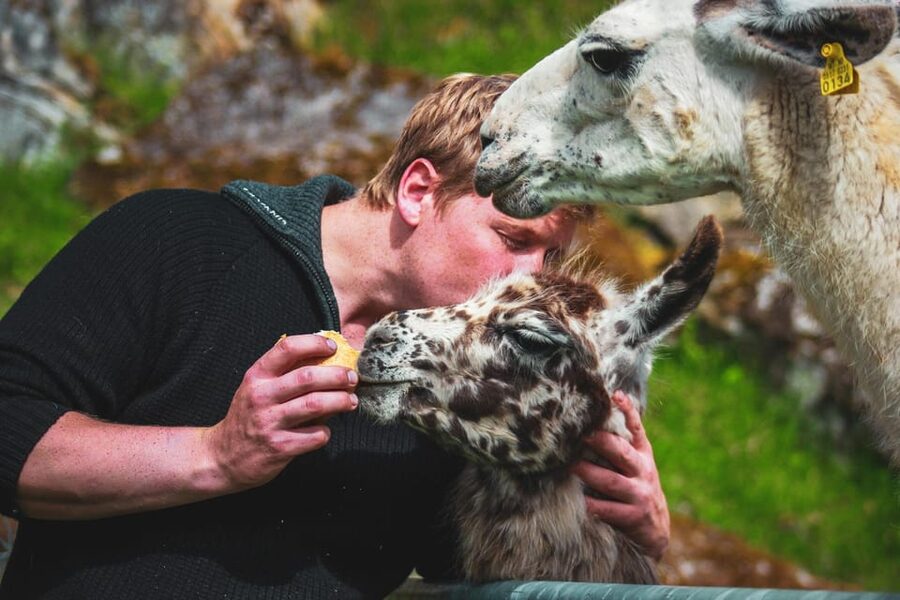 Ljøen, Hellesylt: Ljøen Farm Tour - How the one-hour schedule works