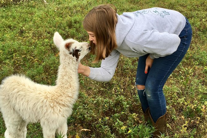 Llama/Alpaca Hike and Farm Tour - Starting at the 1850 homestead in Hyde Park