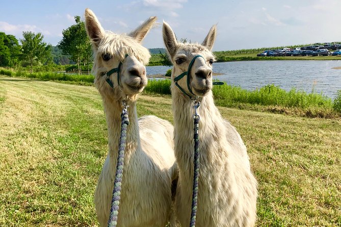 Llama/Alpaca Hike and Farm Tour - Timing, weather, and physical demands